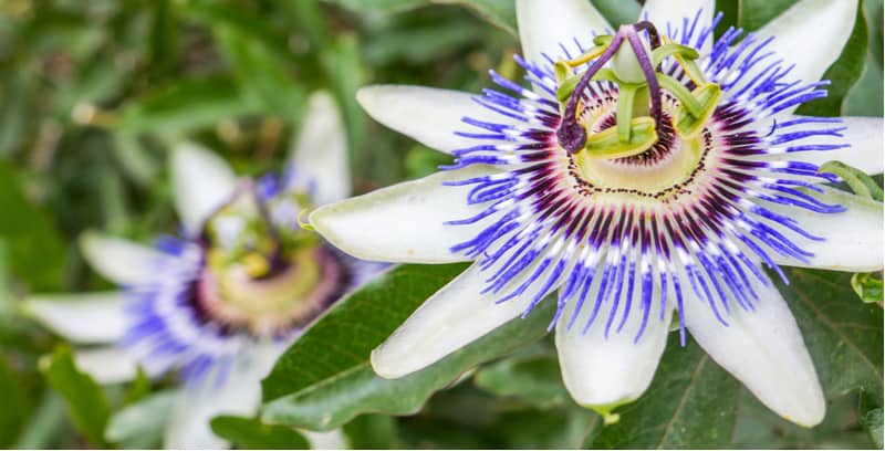 Passion flowers are perhaps one of the most stunning of tropical-looking climbers and correct pruning passion flowers will encourage better growth and flowers