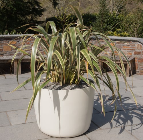 Phormium shrub planted in pot