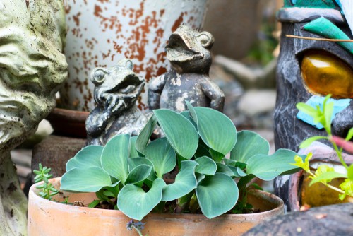 Planting a hosta in a pot