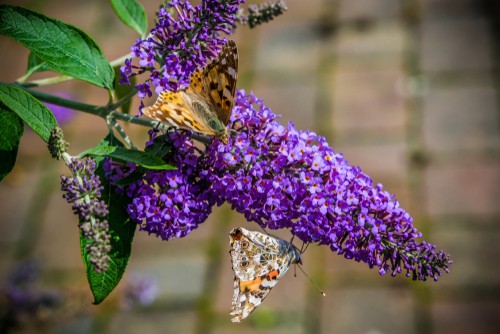 Planting Buddleia. plant in full sun or partial shade in any well-drained soil.