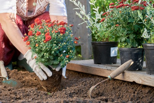 Planting chrysanthemums outdoors