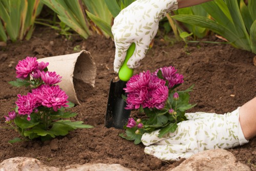 Planting chrysanthemums