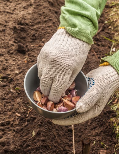 If you are planning on growing winter crops, now is the time to do it. Things like garlic and winter salads do particularly well especially if you grow them in a greenhouse. It's also a great time to plant winter onions sets.