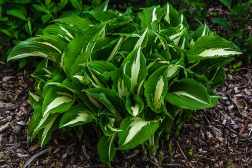 How to propagate hostas