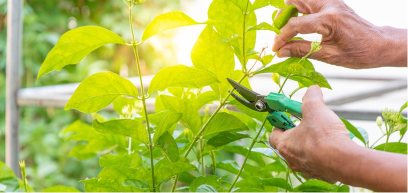 Pruning Jasmine is more about when to prune jasmine rather than how. Summer and winter flower Jasmine need to be treated differently. learn more now on pruning Jasminium