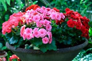 Repotting begonias in pots