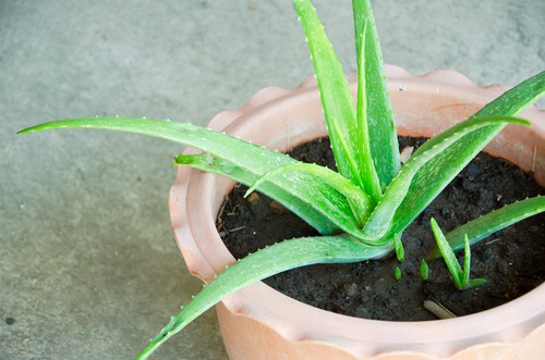 Repotting the Aloe