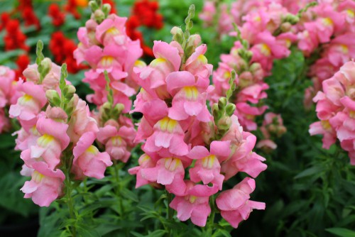 Snap dragons in window box