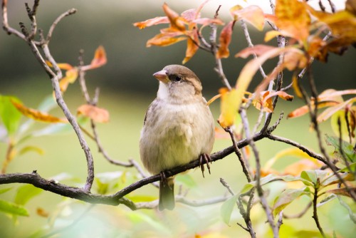 Plant shrubs and trees to provide cover for birds to attract them into your garden