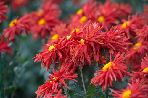 Staking chrysanthemums