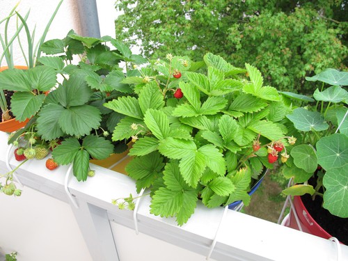 Strawberries trailing over balcony