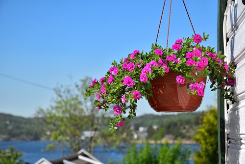 Surfinia hanging basket