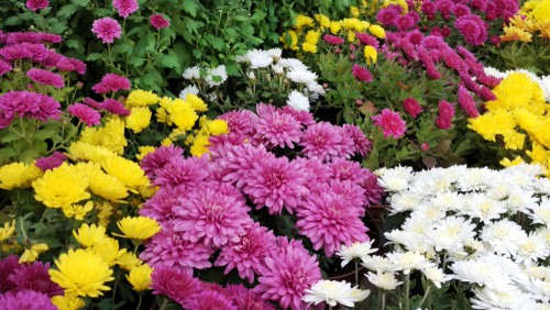 When to take chrysanthemums cutting.  Take chrysanthemums cutting around April when they start to shoot