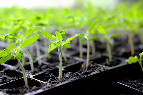 Sow vegetables such as tomatoes, lettuce
