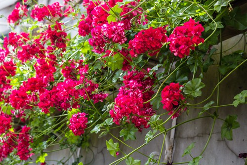 Trailing geraniums are perfect hanging basket and have beautiful foliage and flowers and come in a range of colours from scarlet red to pink and white. What’s more, they do well in sunny locations and are fairly drought tolerant.