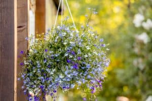 Lobelia hanging basket