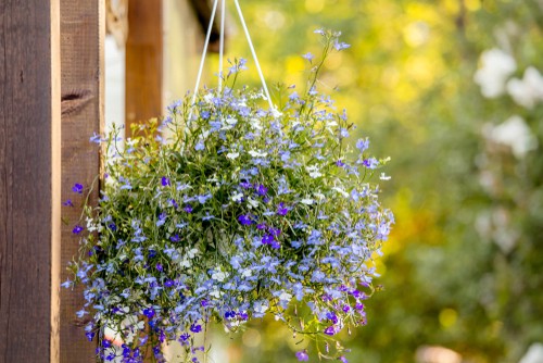 Lobelia függő kosár