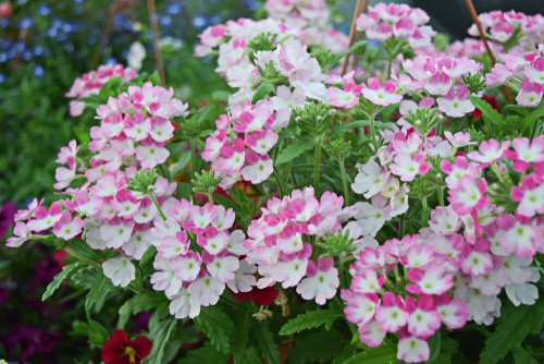 Verbena hanging basket