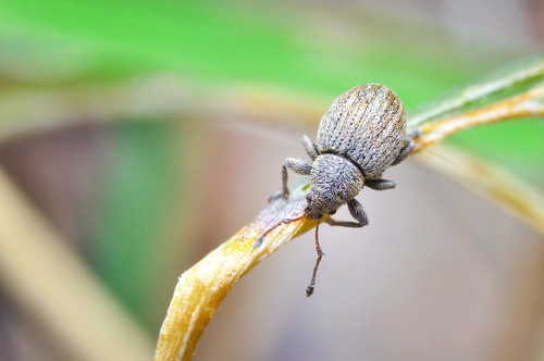 Vine weevil eat the leaves of hostas and the white grubs eat the roots