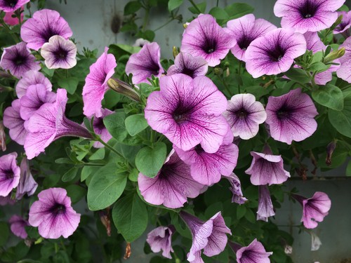 water and feeding lavatera. water during dry spells and feed to a general fertiliser during the growing season