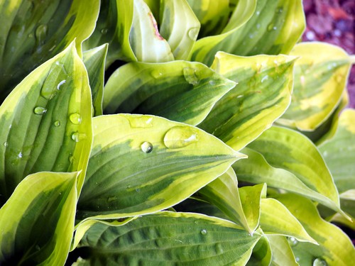 Watering and feeding pot grown hostas