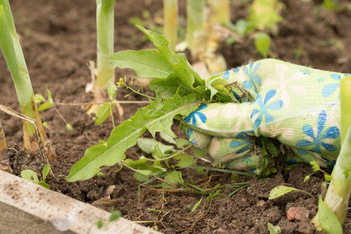 Start weeding beds, borders, paths and other areas