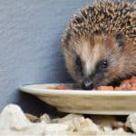 What to feed hedgehogs - specialised hedgehog food, wet cat and dog meat, kitten biscuits, nuts, sunflower seeds, slugs, worms fresh berries and fruit