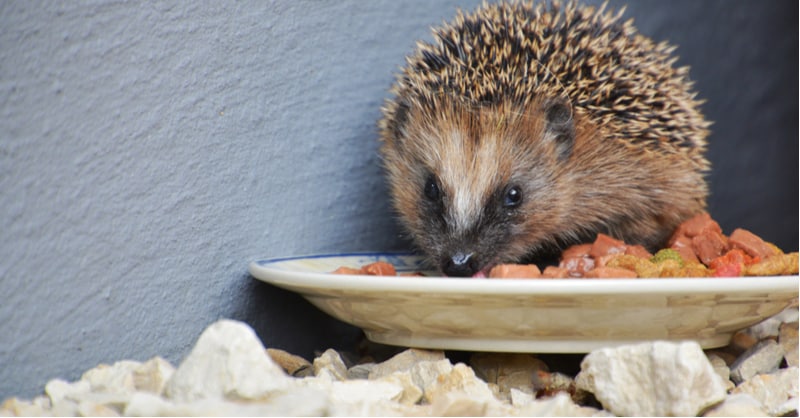 What to feed hedgehogs - specialised hedgehog food, wet cat and dog meat, kitten biscuits, nuts, sunflower seeds, slugs, worms fresh berries and fruit