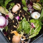 What to put in a compost bin and what not to compost