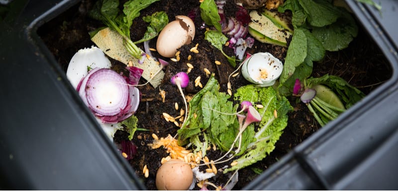 What to put in a compost bin and what not to compost