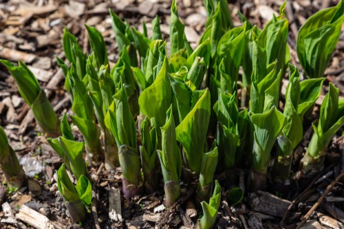 when and how to divide a hosta plant