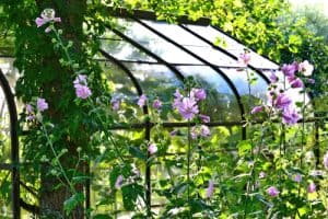 When to prune lavatera - prune hard in early to mind spring