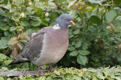 How big of a problem are wood pigeons?