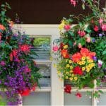 Top 10 best plants for hanging baskets