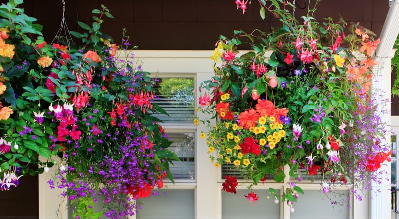Top 10 best plants for hanging baskets
