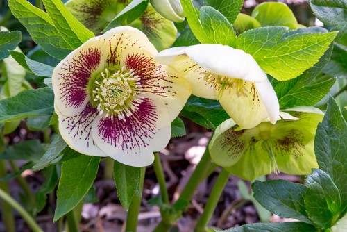 hellebore leaf spot