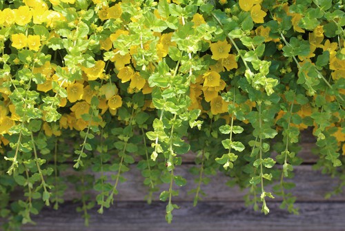 Lysimachia nummularia ‘Aurea’ (creeping Jenny) are stunning and can be planted toward the back as a backdrop of colour