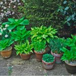 Hostas are great for growing in shady areas of the garden but they are just as at home when growing hostas in pots. We look at planting hostas in containers.