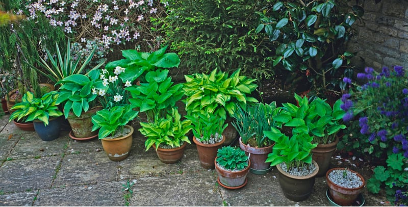 Hostas are great for growing in shady areas of the garden but they are just as at home when growing hostas in pots. We look at planting hostas in containers.