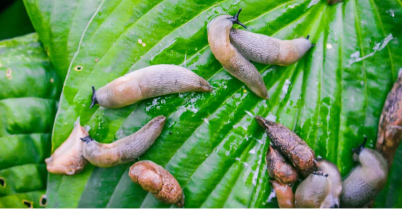 how to stop dogs from eating hostas