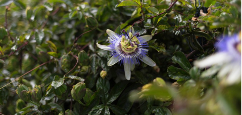 In this article, we go through step by step how to take cuttings from passion flowers which are best done at the end of summer taking semi-ripe cutting. Learn more