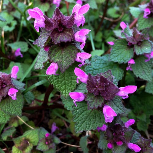 If you want a lush perennial that will grow quite vigorously and give you an array of flowers, catmint, lamium, Heuchera, Hosta and Lady's mantle are perfect for planting on containers to place on a balcony.