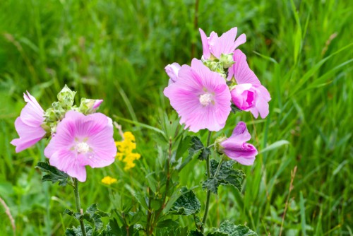 lavatera thuringiaca - perennial lavatera