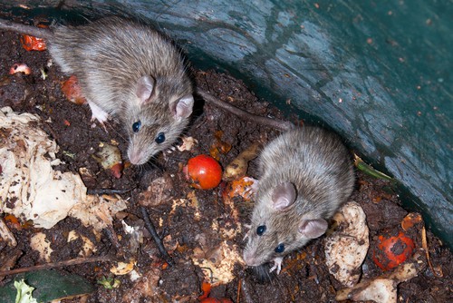 How to avoid attracting mice and rat to a compost bin