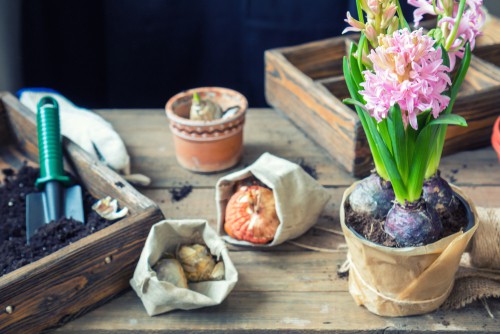 Plant indoor bulbs