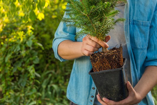 Christmas tree with roots which can be planted into a bigger pot or planted outdoors