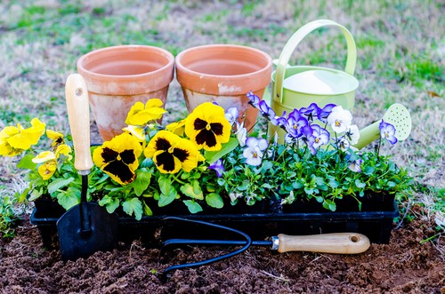 Start planting winter and autumn bedding in September