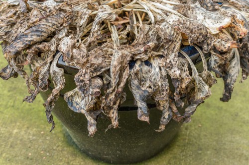 Hosta winter care