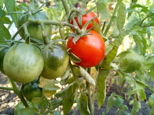 Remove tomato fruit in September and store them to ripen in the sun