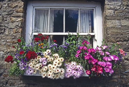 Best Plants for Window Box - window box planted